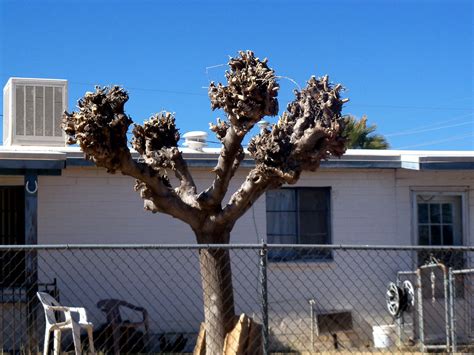 mulberry tree tucson